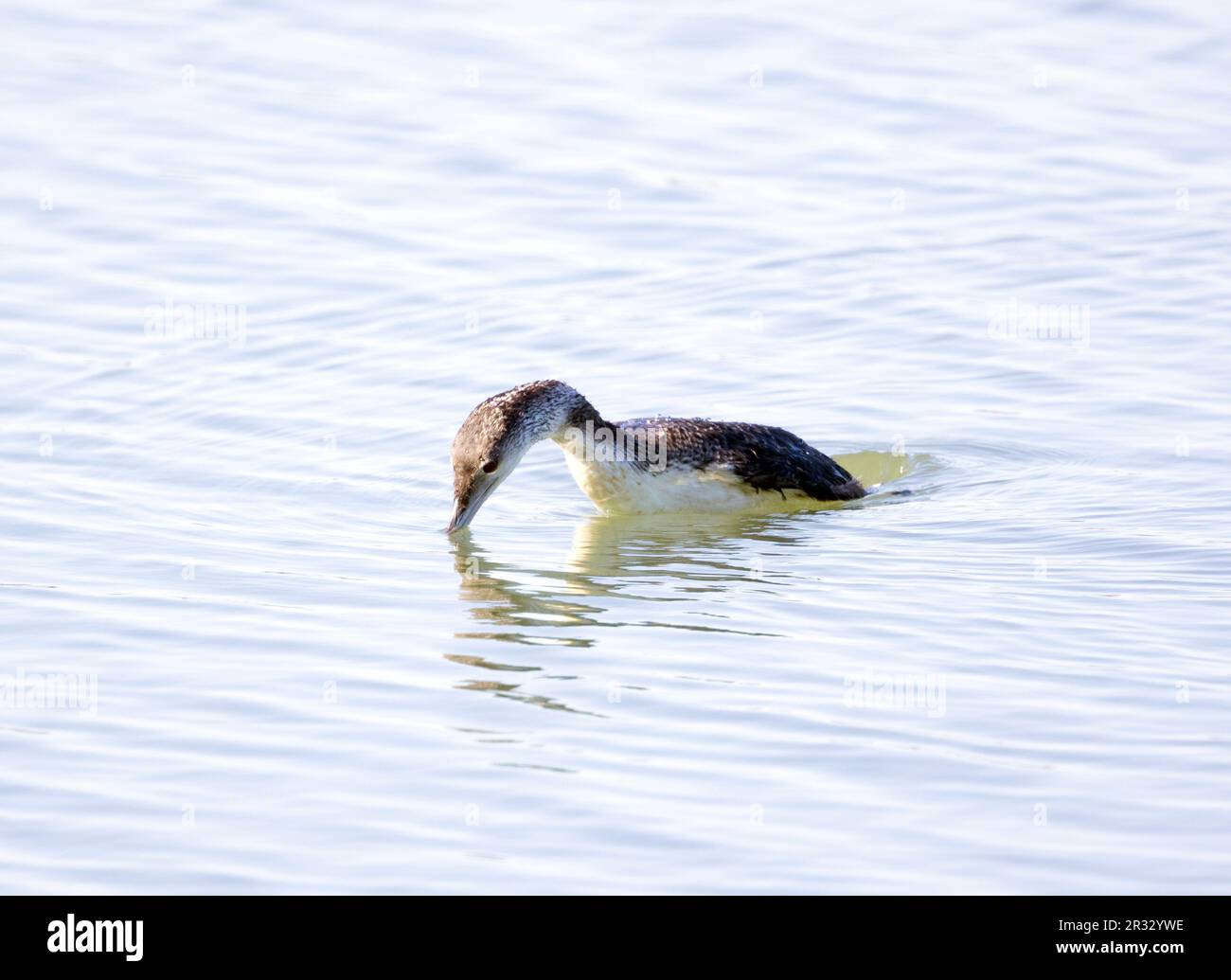 Common Loon Diving Stock Photo Alamy