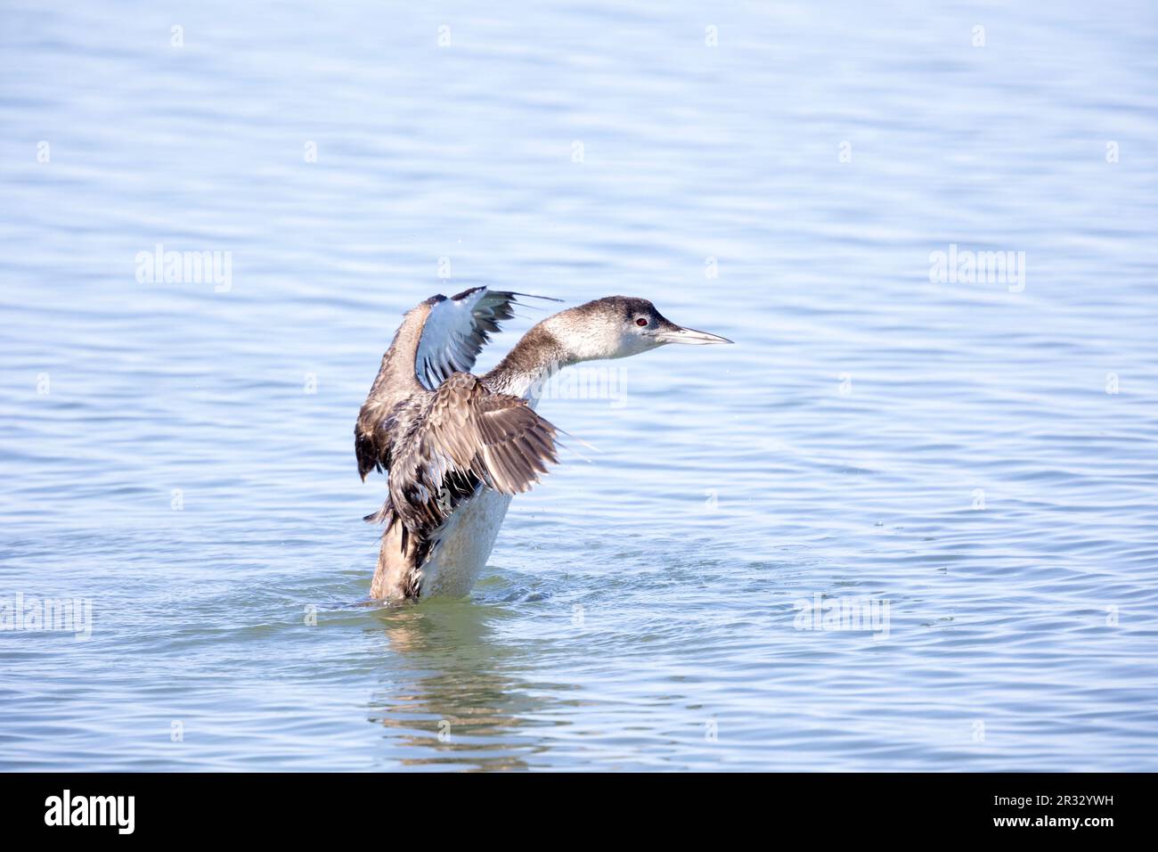 Common Loon Flapping Wings Stock Photo Alamy
