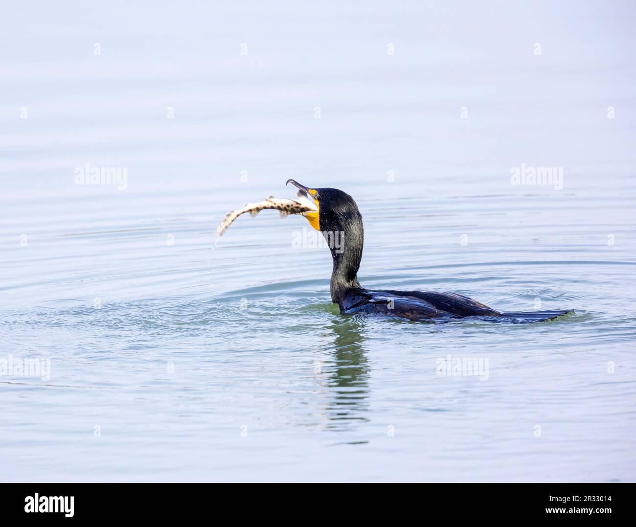 Double crested cormorant eating baby Leopard shark Stock Photo