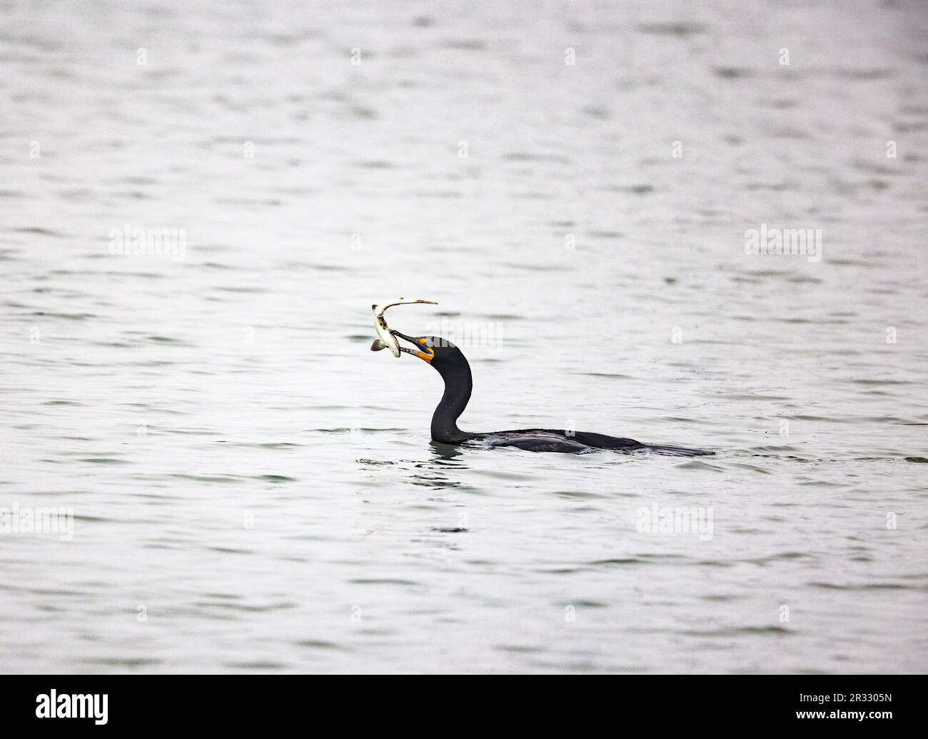 Double crested Cormorant with Leopard Shark Stock Photo