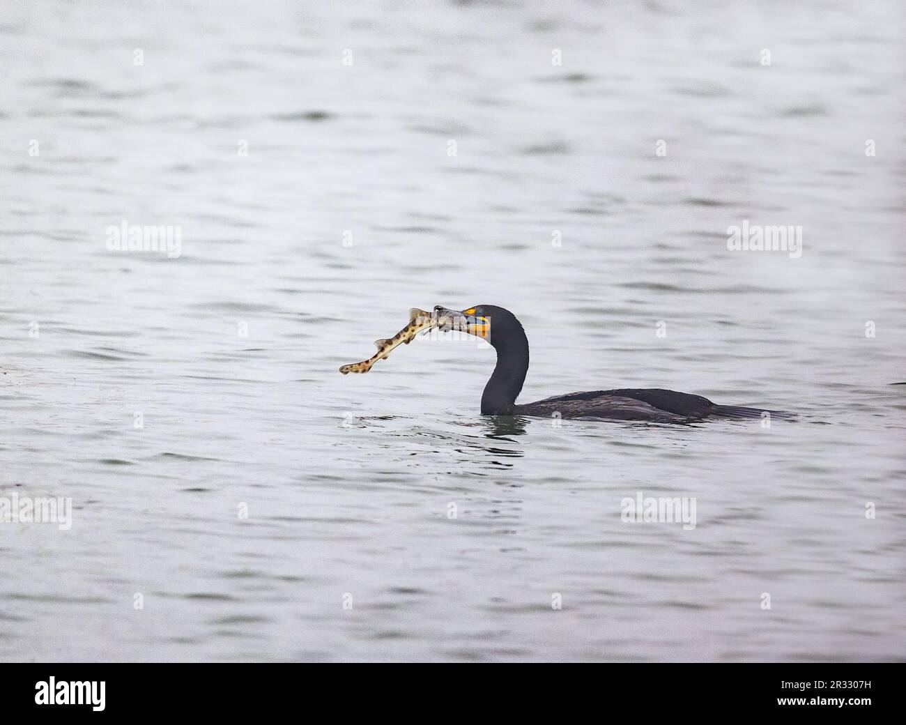 Double crested Cormorant with Leopard Shark Stock Photo
