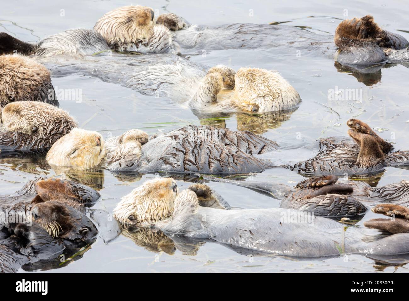 Sleeping otters hi-res stock photography and images - Alamy