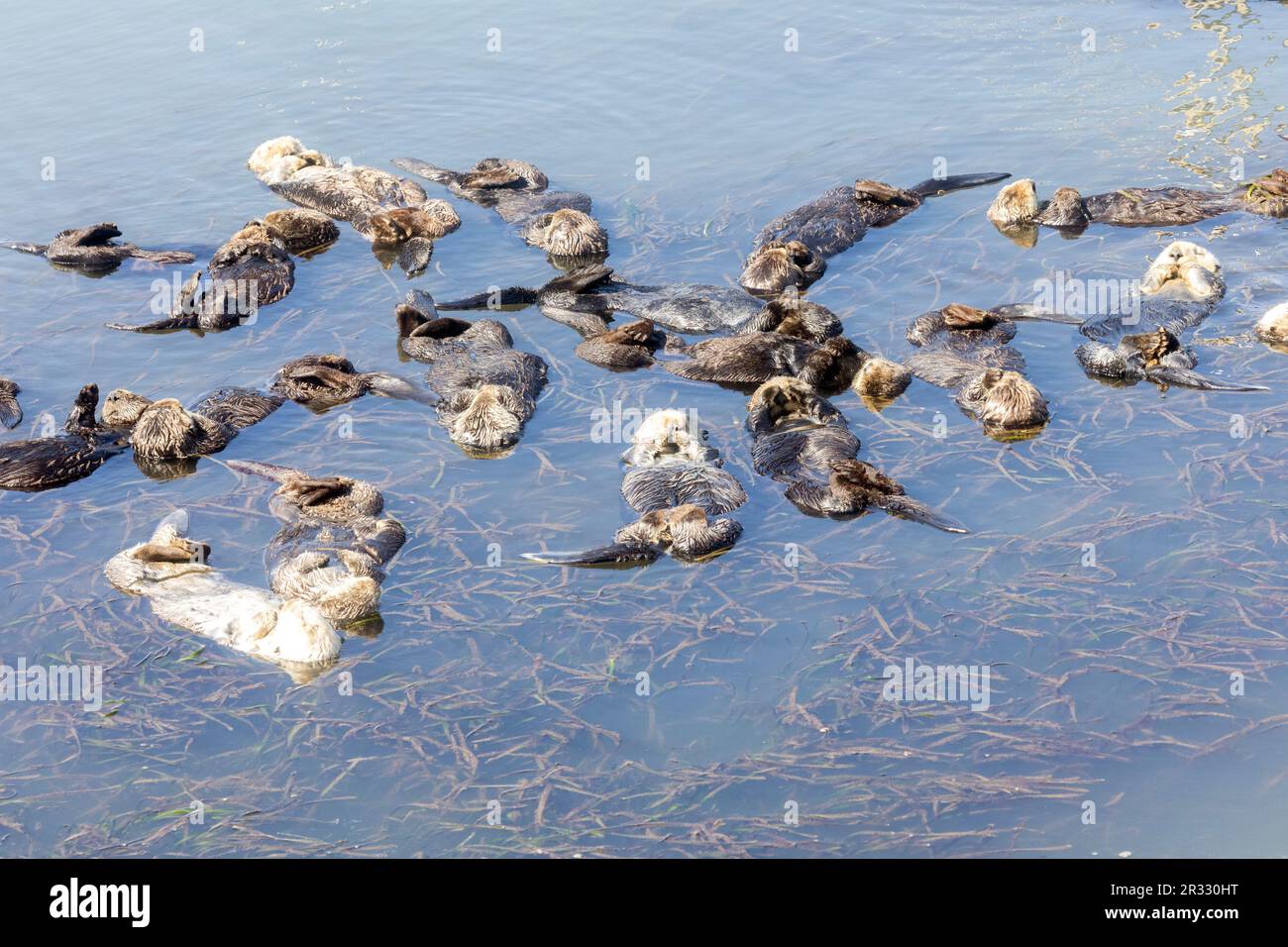 large group of sea otters sleeping Stock Photo - Alamy