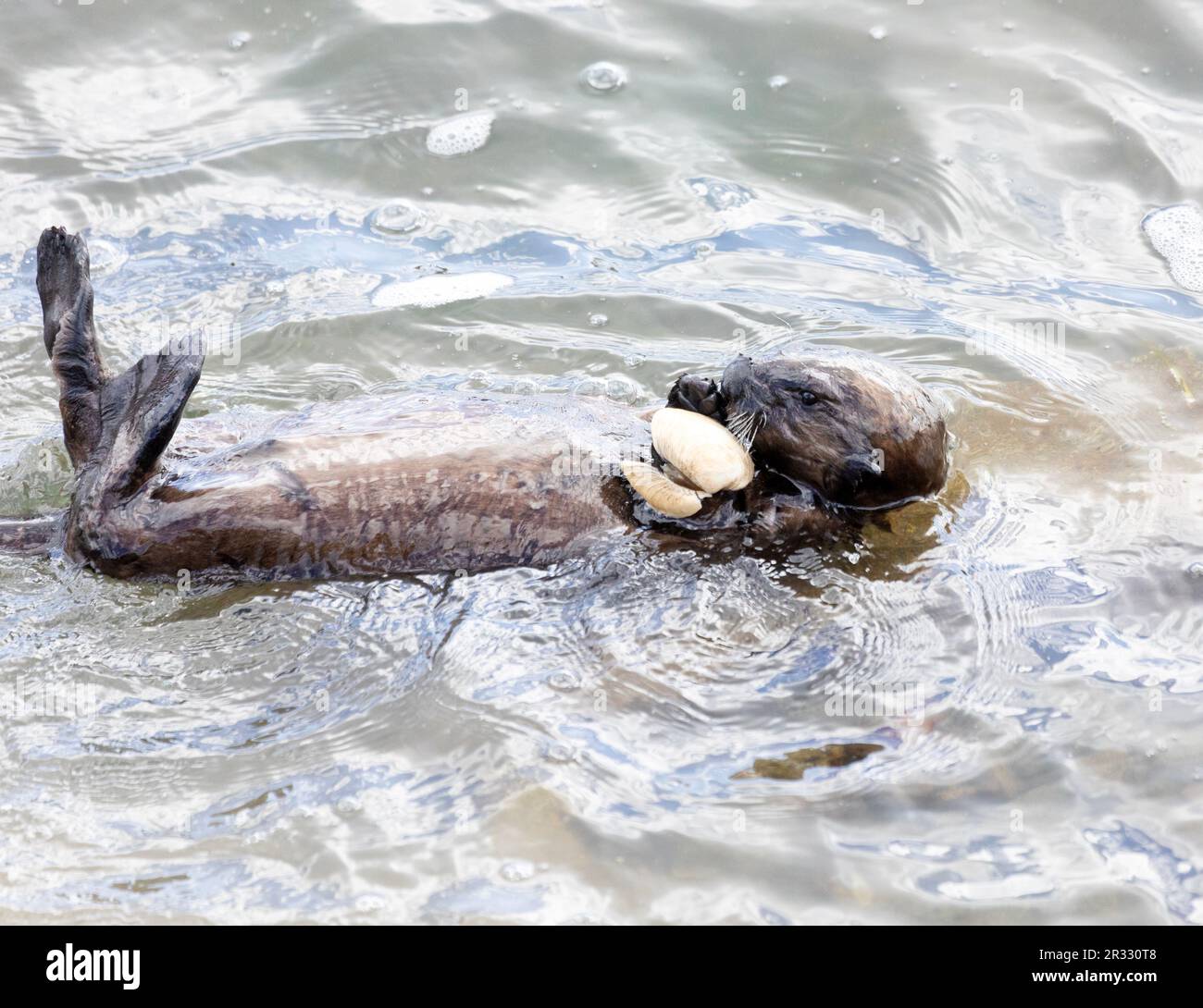 Sea otter eating large clam Stock Photo Alamy