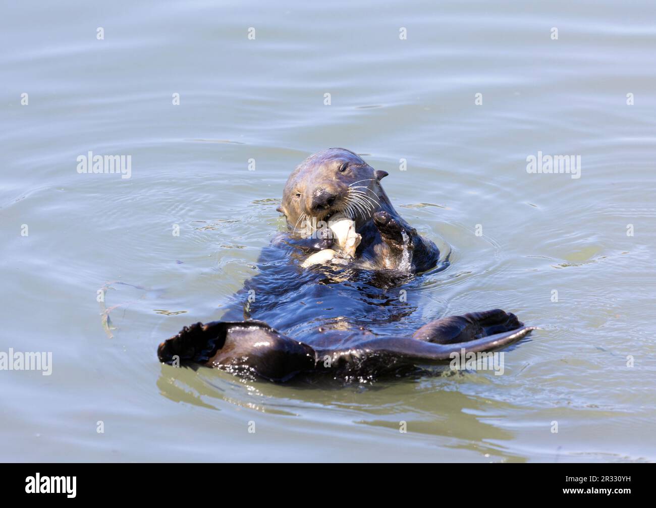 Sea otter eating clam Stock Photo - Alamy