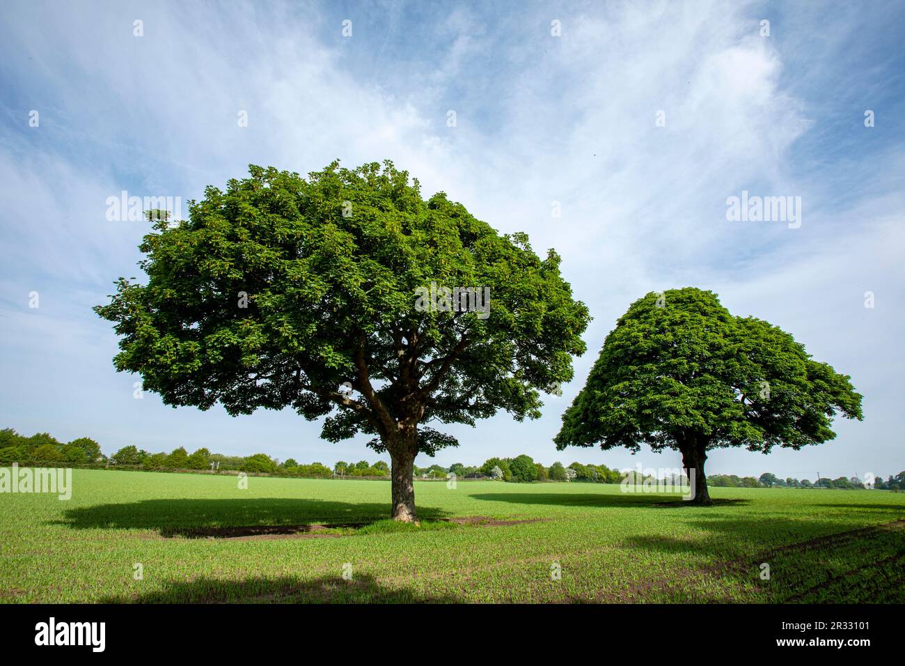 Two oak trees in Cheshire farmland UK Stock Photo