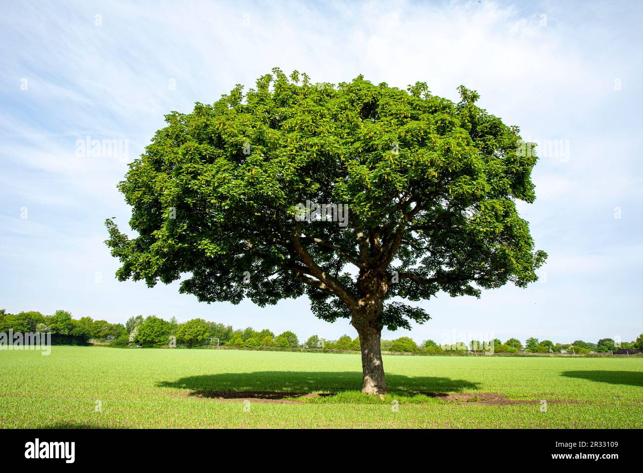 Single oak tree in Cheshire farmland UK Stock Photo