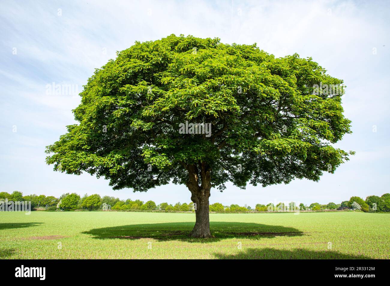 Single oak tree in Cheshire farmland UK Stock Photo