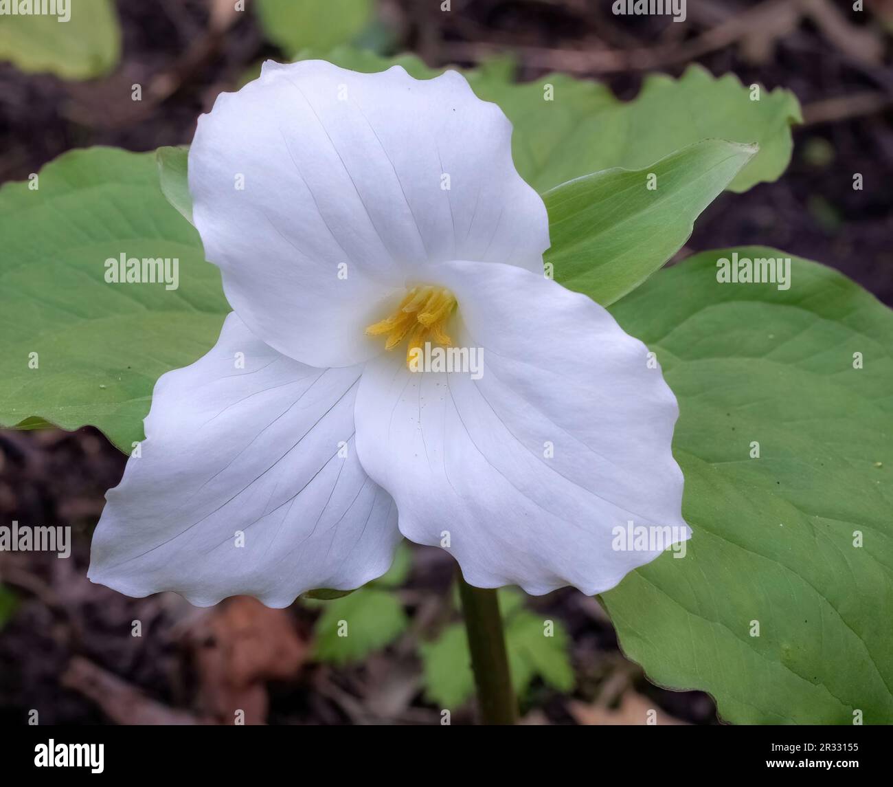 Closeup of a pretty white trillium wildflower blooming on the edge of a woods on a spring day in Taylors Falls, Minnesota USA. Stock Photo