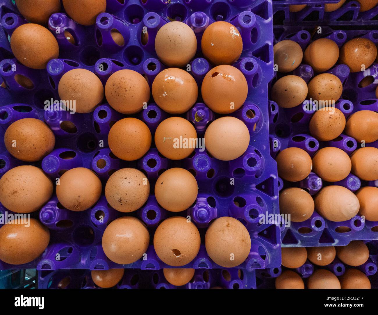 Eggs contain multiple proteins. Most commonly used bird eggs in cooking