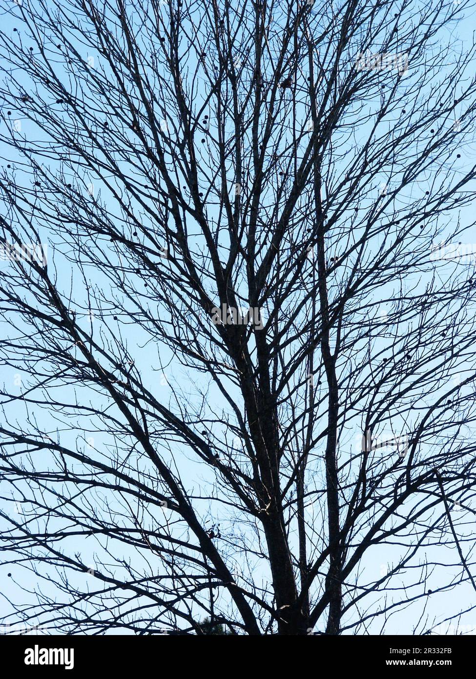 Bare winter tree silhouetted against a cloudless blue sky. Stock Photo