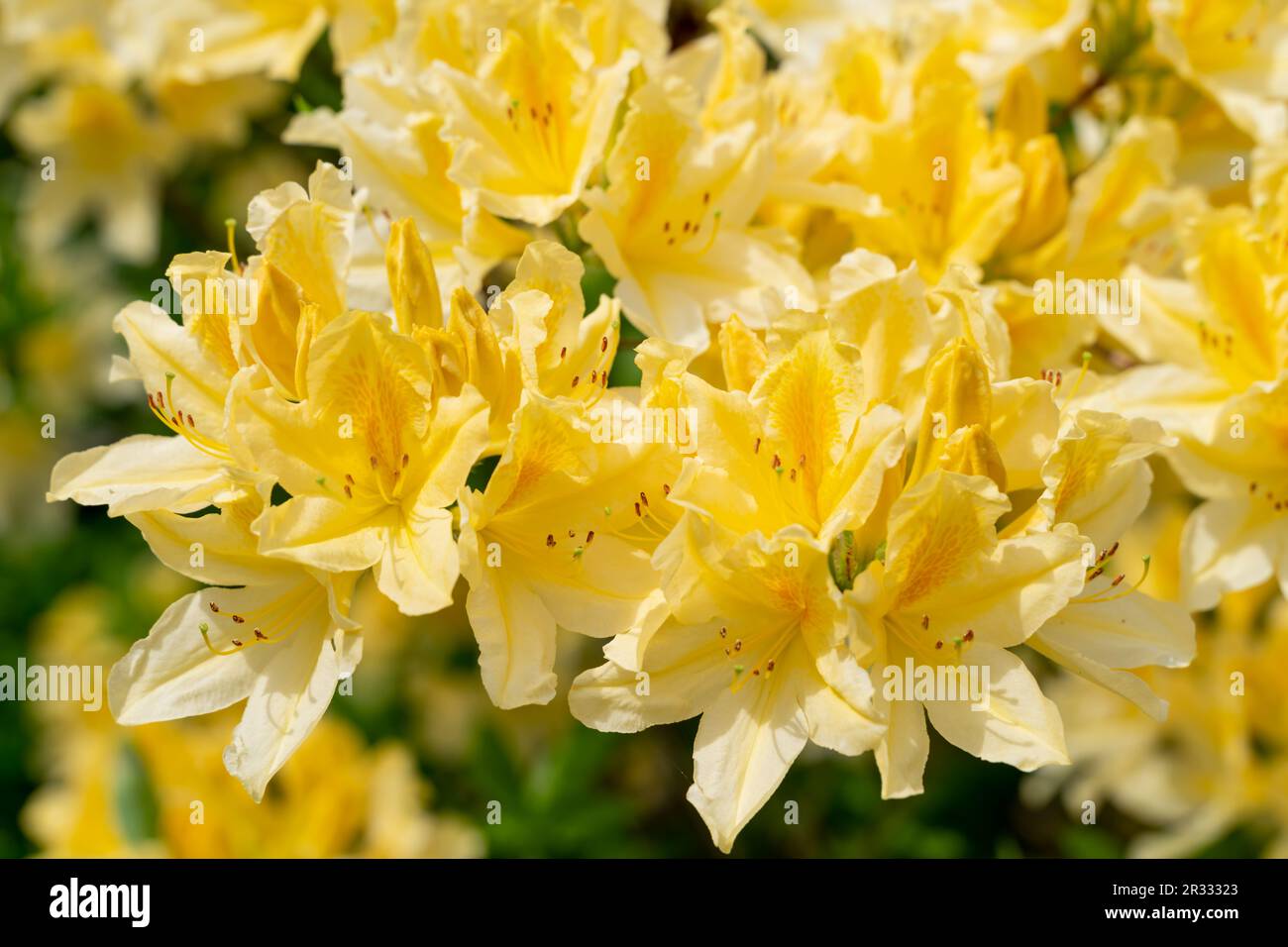 Yellow Azalea, Rhododendron molle, bush blooming in springtime. Lush flowers of rhododendron are yellow. Flowering bush. High quality photo Stock Photo