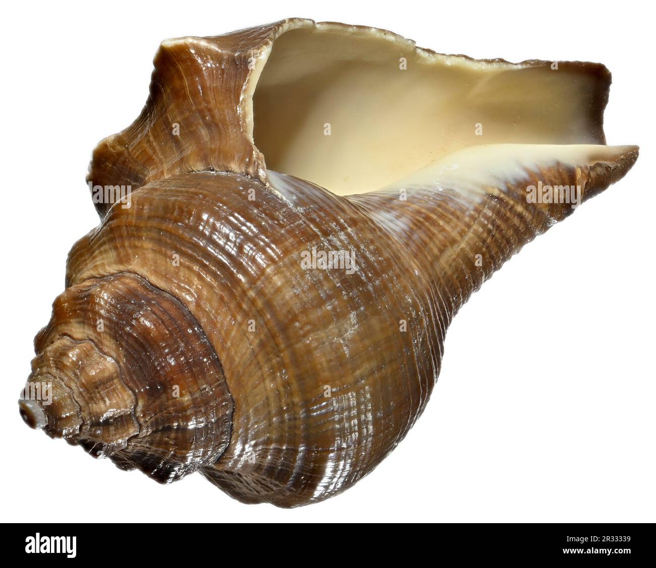 Spiral melongena / Winding Stair Shell / Melon Conch (Pugilina ...