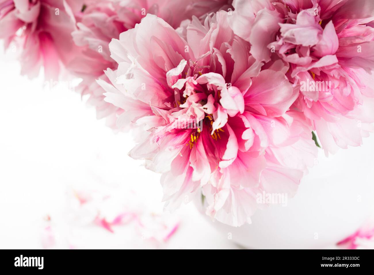 Pink peonies in vase Stock Photo