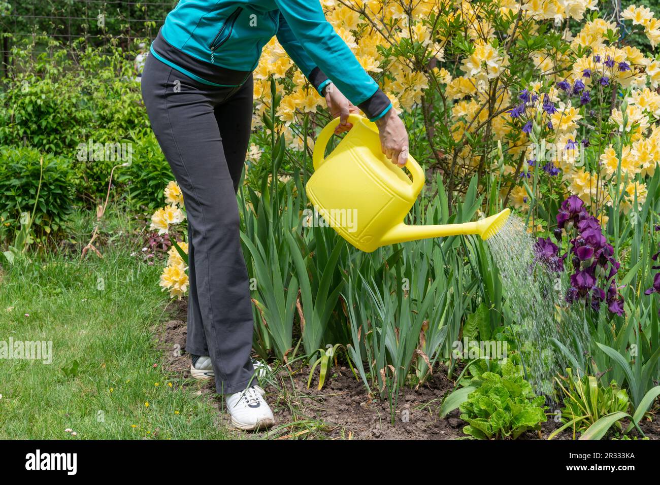Woman watering a flower garden with water from a watering can Stock