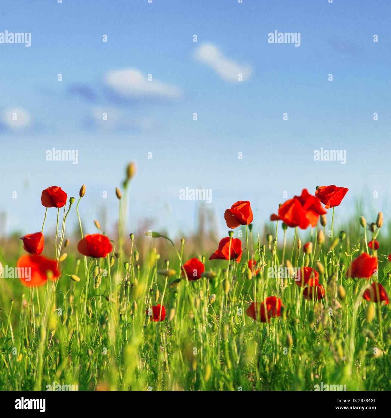 Poppies blue sky landscapes hi-res stock photography and images - Alamy
