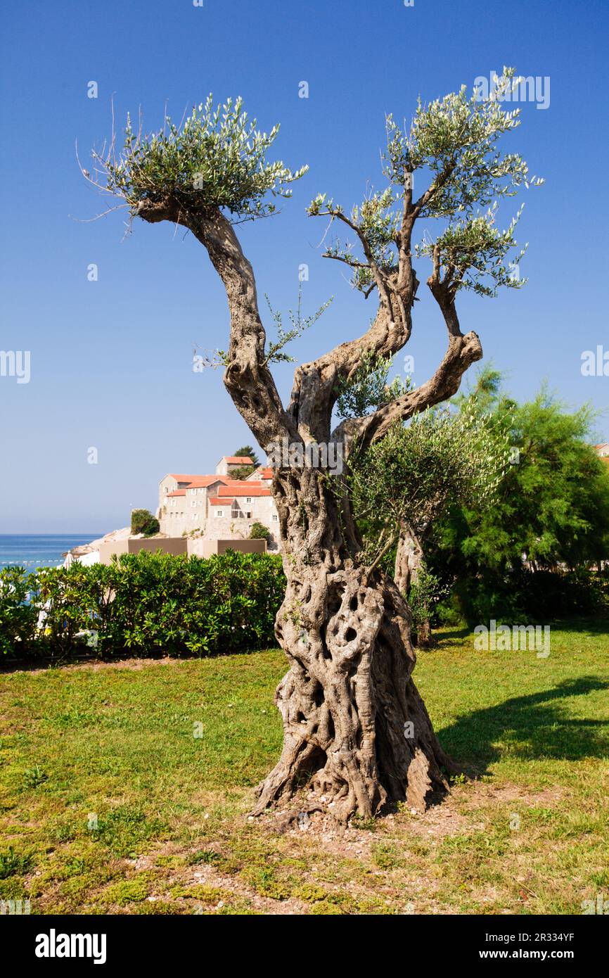 Decorative olive tree Stock Photo