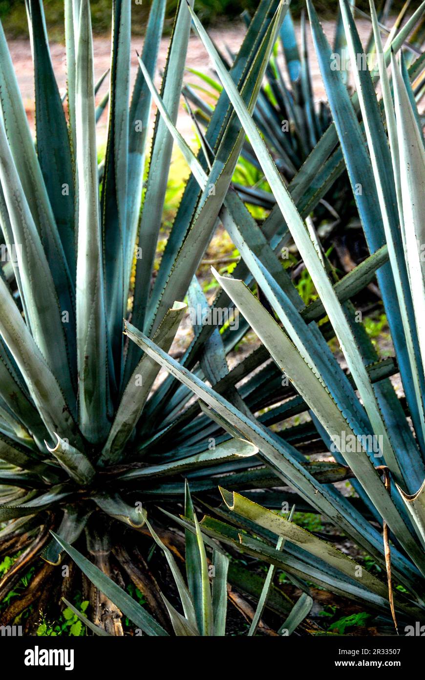 Blue Agave is used in the Production of Tequila Stock Photo Alamy