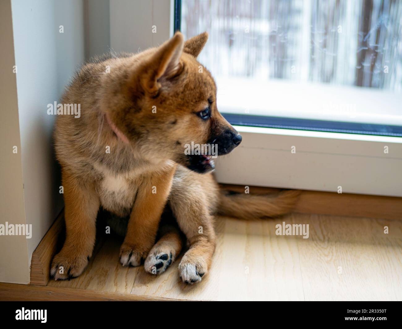 Portrait of cute Shiba Inu small dog, puppy, Close up. Dogecoin. Red-haired  Japanese dog smile portrait. Illuminating color, cryptocurrency, electronic  money. High quality photo Stock Photo - Alamy