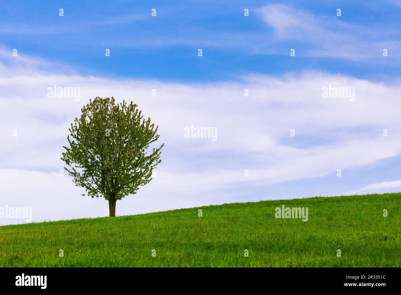 Summer landscapes lonely tree hi-res stock photography and images - Alamy