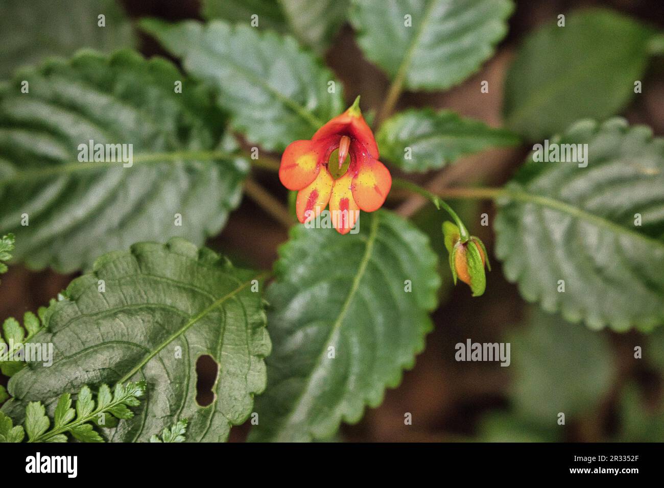 Impatiens kilimanjarii blossom or Elephant's Trunk flower at lower slopes of Kilimanjaro, Tanzania Stock Photo