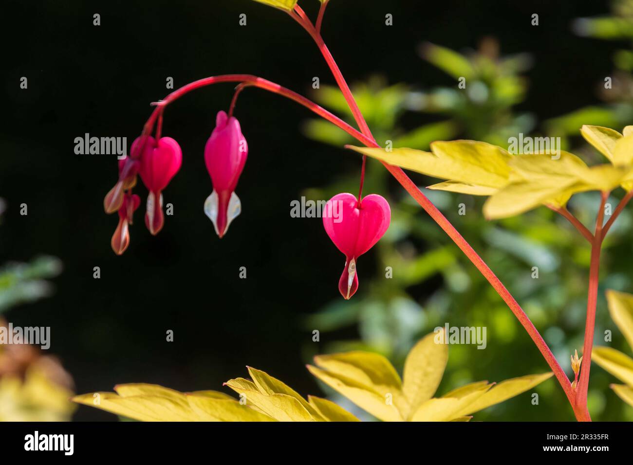 Dicentra Goldheart heart shaped flower garden plant Stock Photo