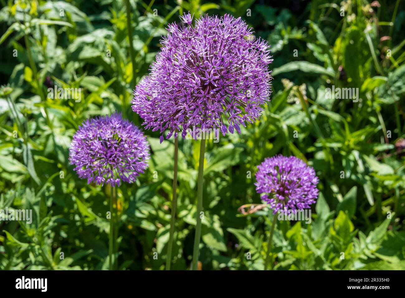 Allium flowerheads. Allium is the Latin word for garlic Stock Photo