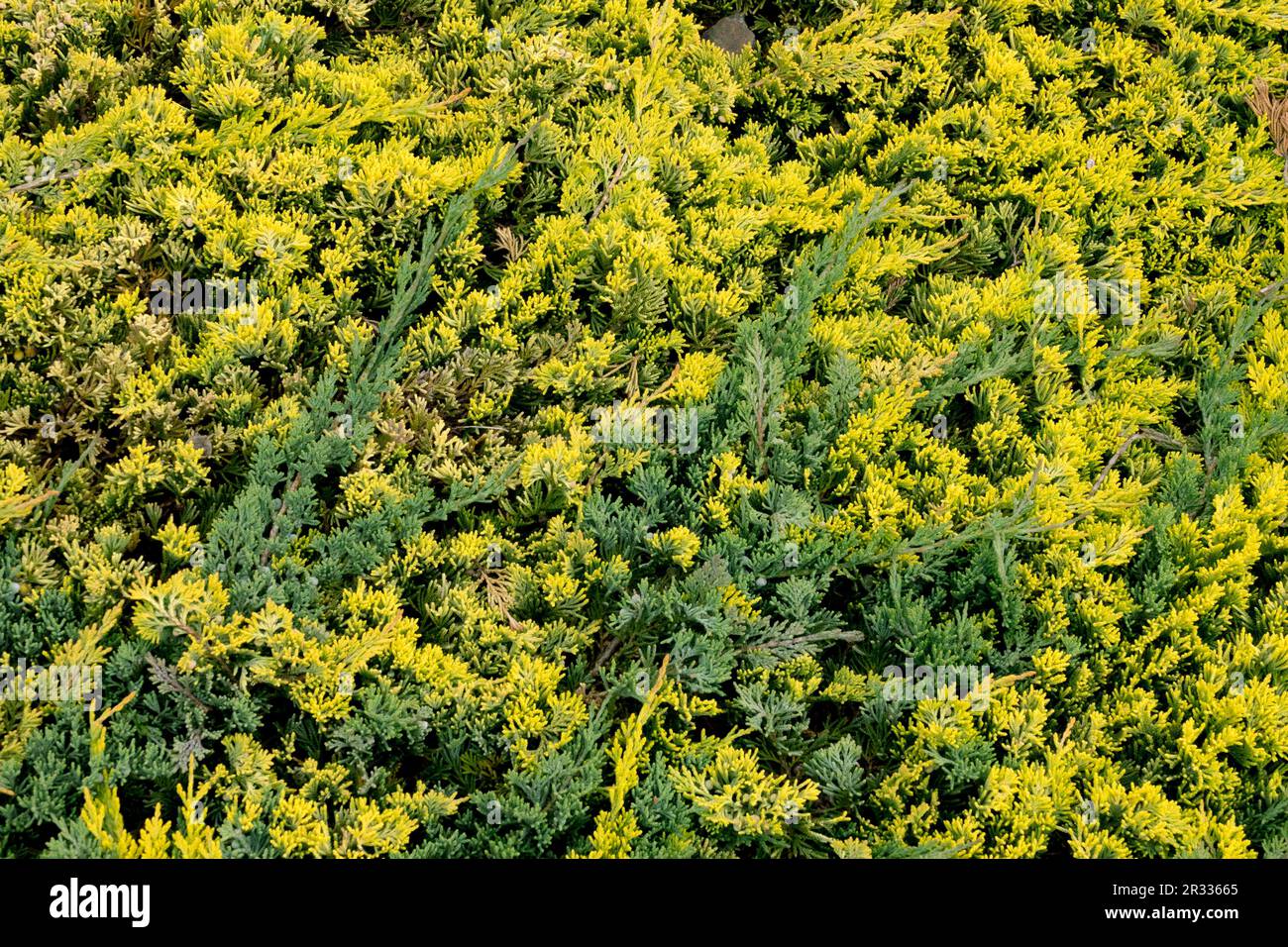 Creeping Juniper, Juniperus 'Wiltonii' and Juniperus 'Golden Carpet'  Groundcover, Juniperus horizontalis 'Golden Carpet' Stock Photo