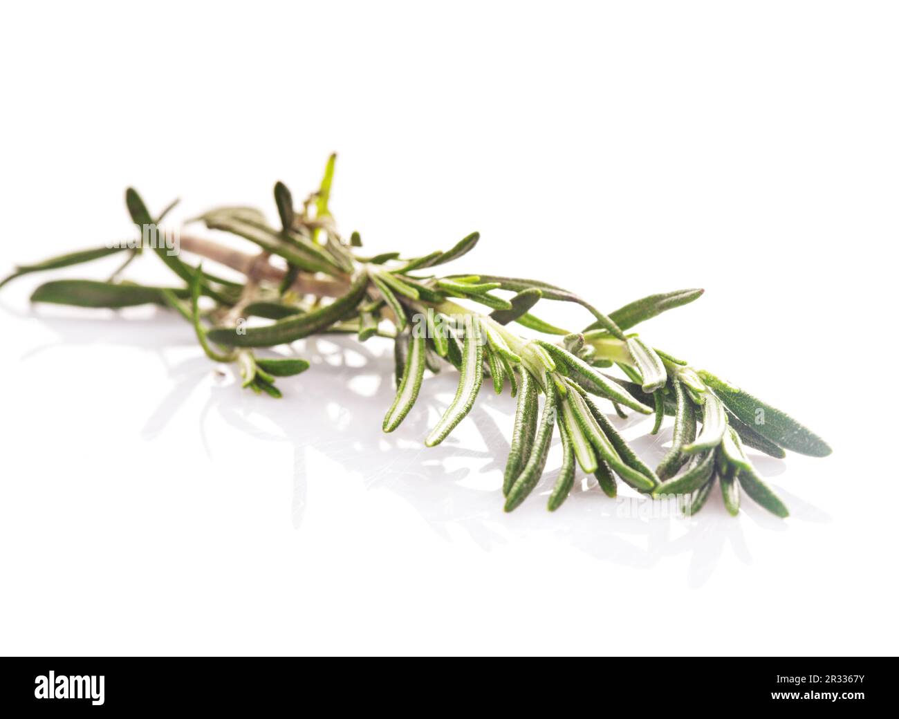 Rosemary leaf isolated Stock Photo Alamy
