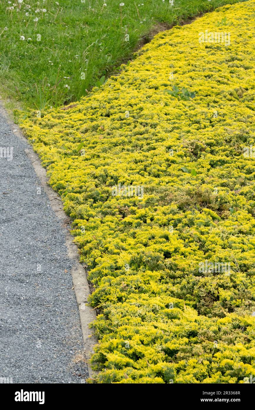 Creeping Juniper, Juniperus horizontalis 'Golden Carpet', Border, Garden lawn, Path edge Stock Photo