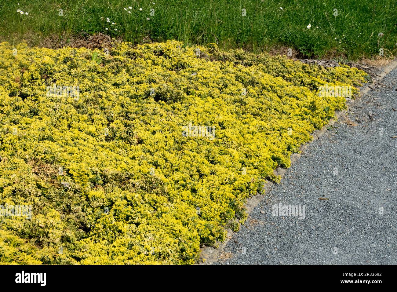 Ground cover, Plants, Edging, Garden, Lawn, Gravel Pathway, Creeping Juniper, 'Golden Carpet', Juniperus horizontalis 'Golden Carpet' Stock Photo