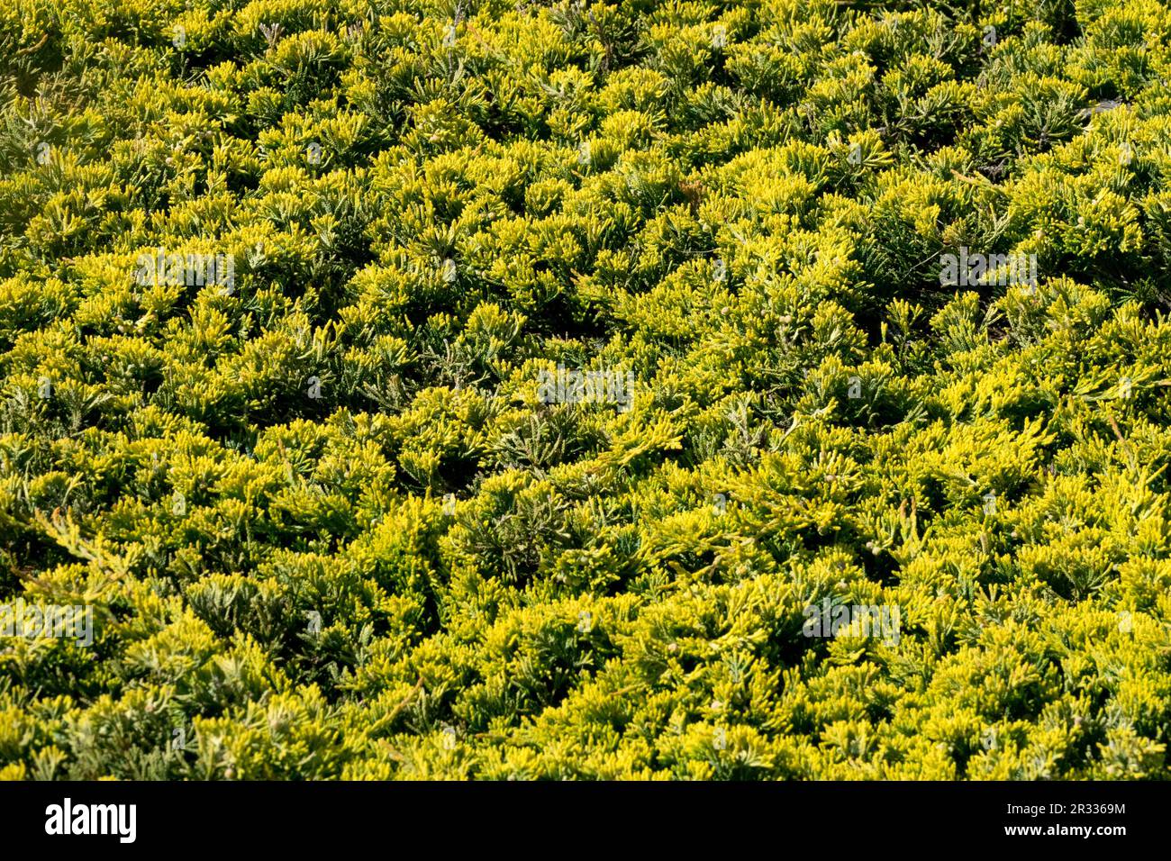 Creeping Juniper, Juniperus 'Golden Carpet', Background Juniperus horizontalis 'Golden Carpet' Stock Photo