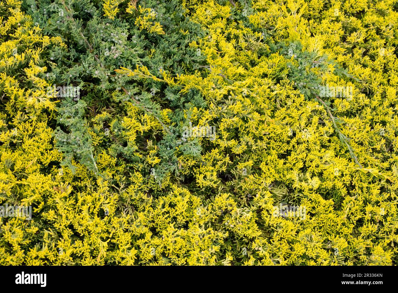 Golden-Yellow Green Cultivars, Juniperus 'Golden Carpet', Juniperus 'Wiltonii', Creeping Juniper, Juniperus horizontalis, Ground, Cover, Plants Stock Photo