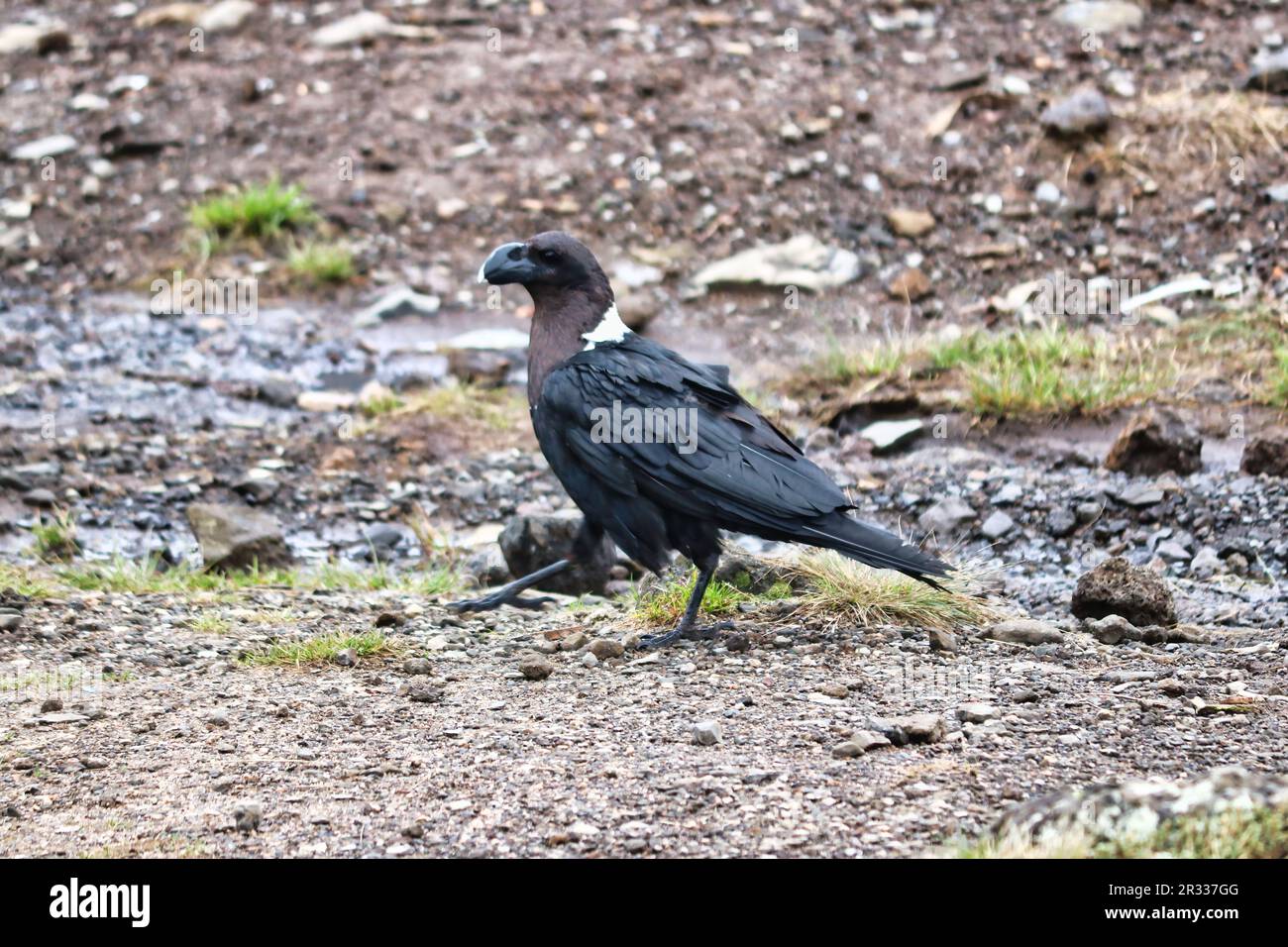 White Necked Raven commonly found at  at Shira Camp, 3500 Meters on the Machame Route of the Kilimanjaro Trek, Tanzania Stock Photo