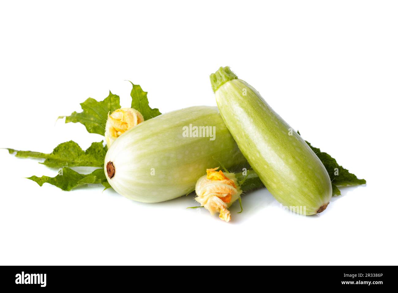 Vegetable marrow isolated Stock Photo Alamy