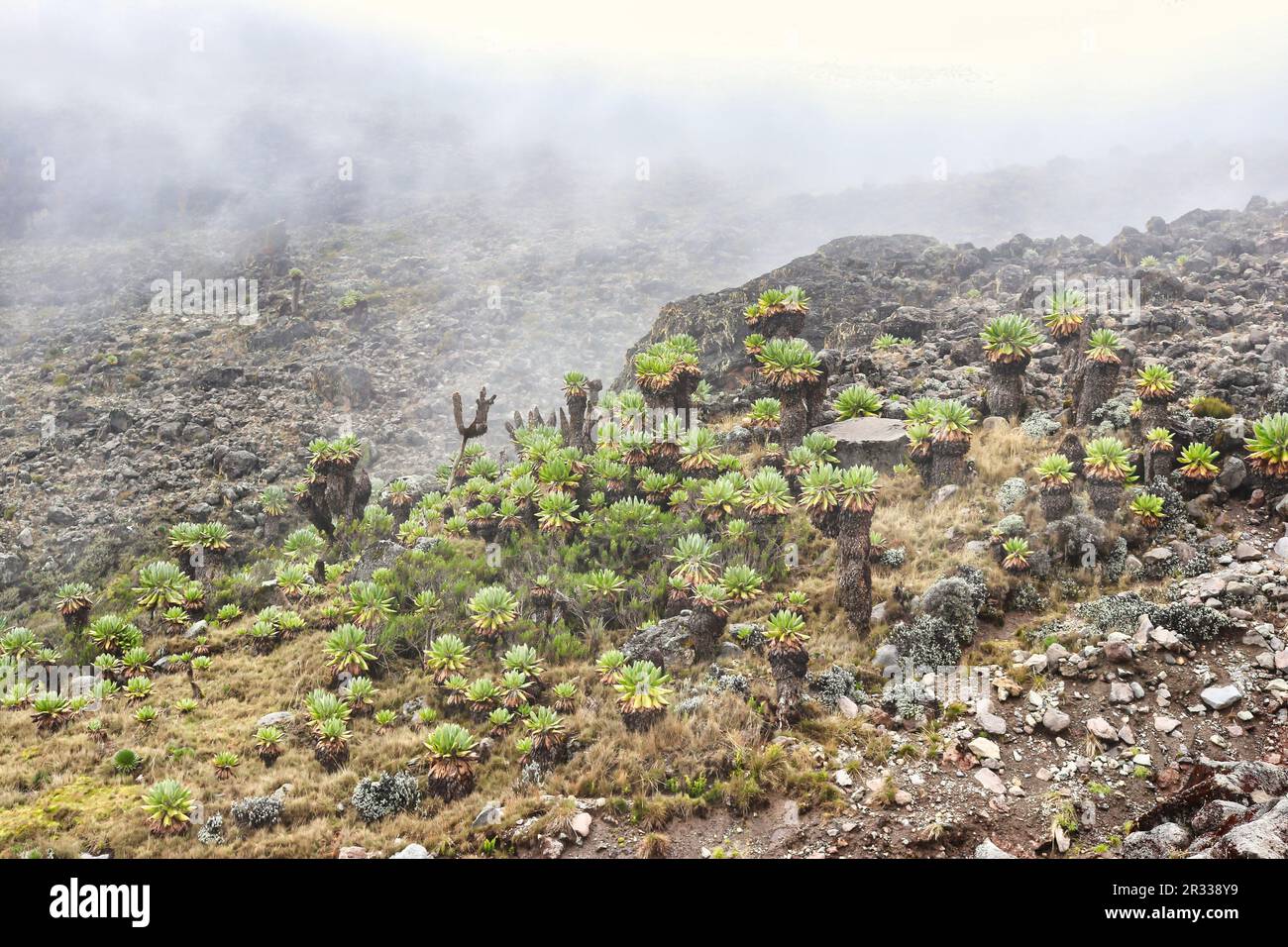 Giant Groundsels growing in the moorland region of Kilimanjaro pictured near Barranco Camp at 3700 m above sea level, botanical name Dendrosenecio kilimanjari, Tanzania Stock Photo