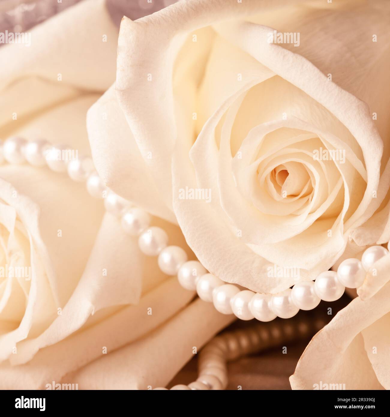 Pearl beads and cream rose Stock Photo