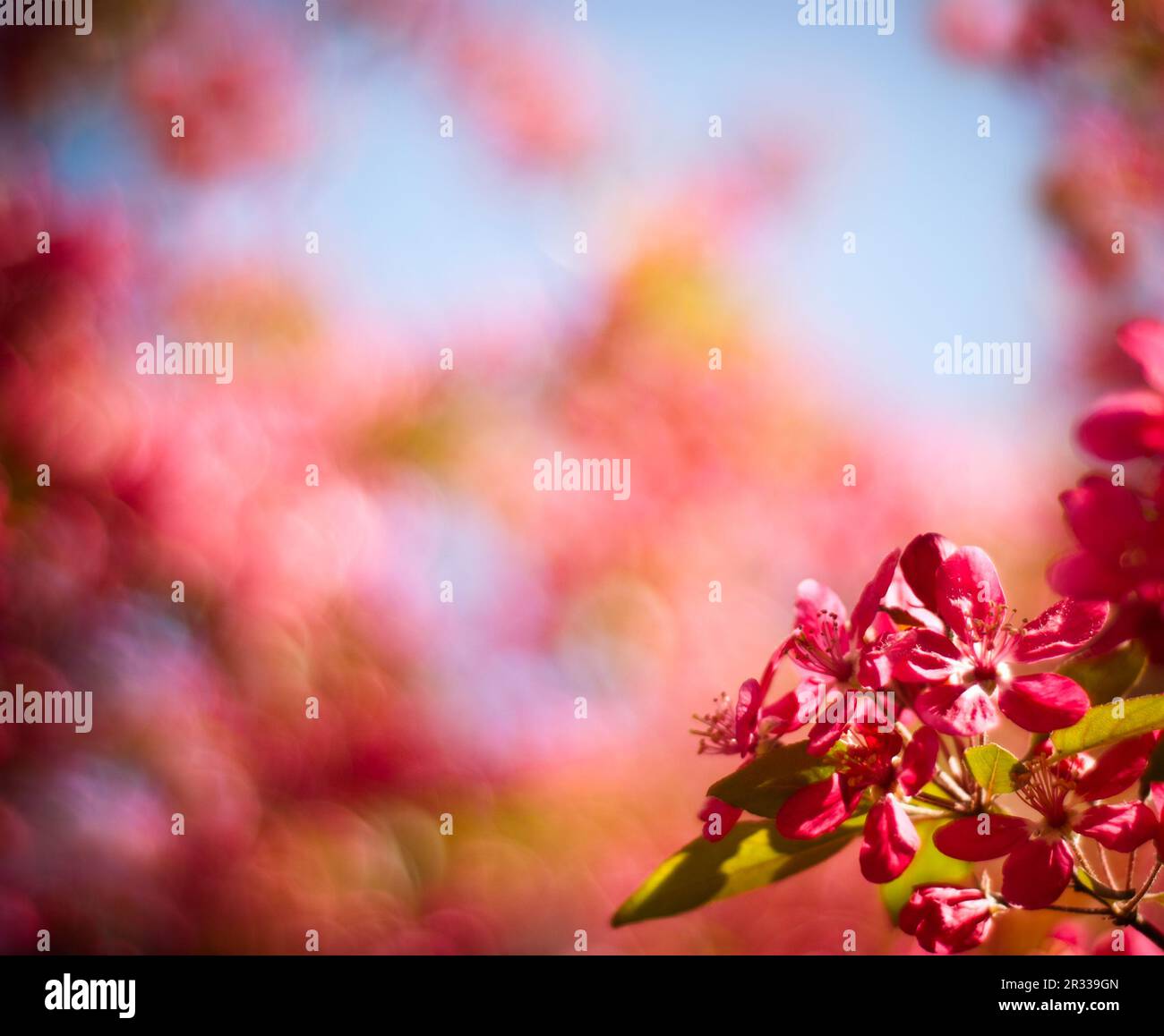 Bokeh background in spring Stock Photo
