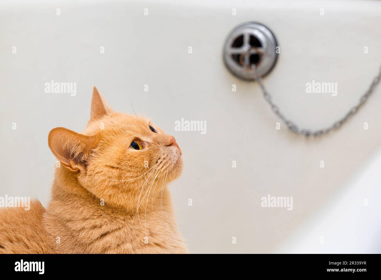 cat sits in the bath before washing. washing the cat in the bathroom