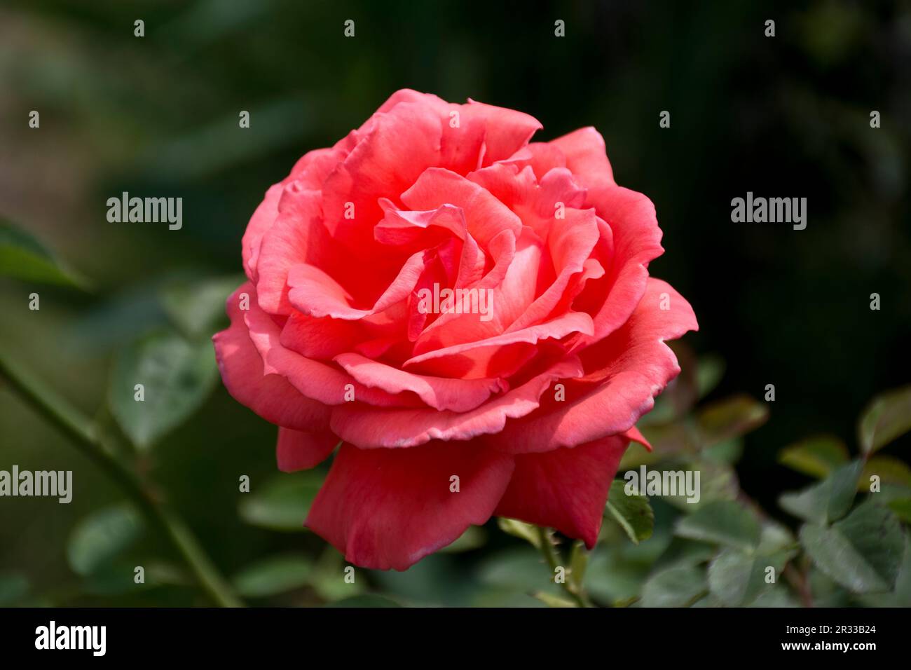 Beautiful salmon pink rose hi-res stock photography and images - Alamy