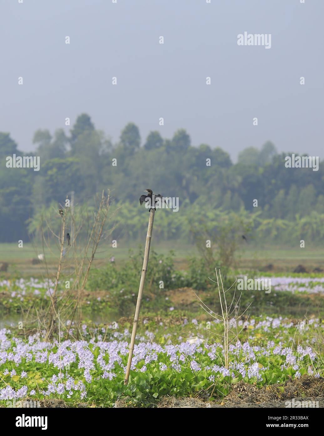 Cormorant Bird  waiting for dry in bamboo Stock Photo