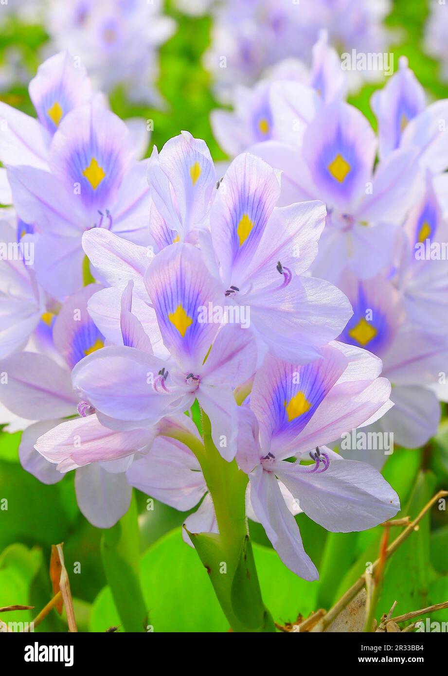 most beautiful and colourful flower in Bangladesh water hyacinth flower Stock Photo