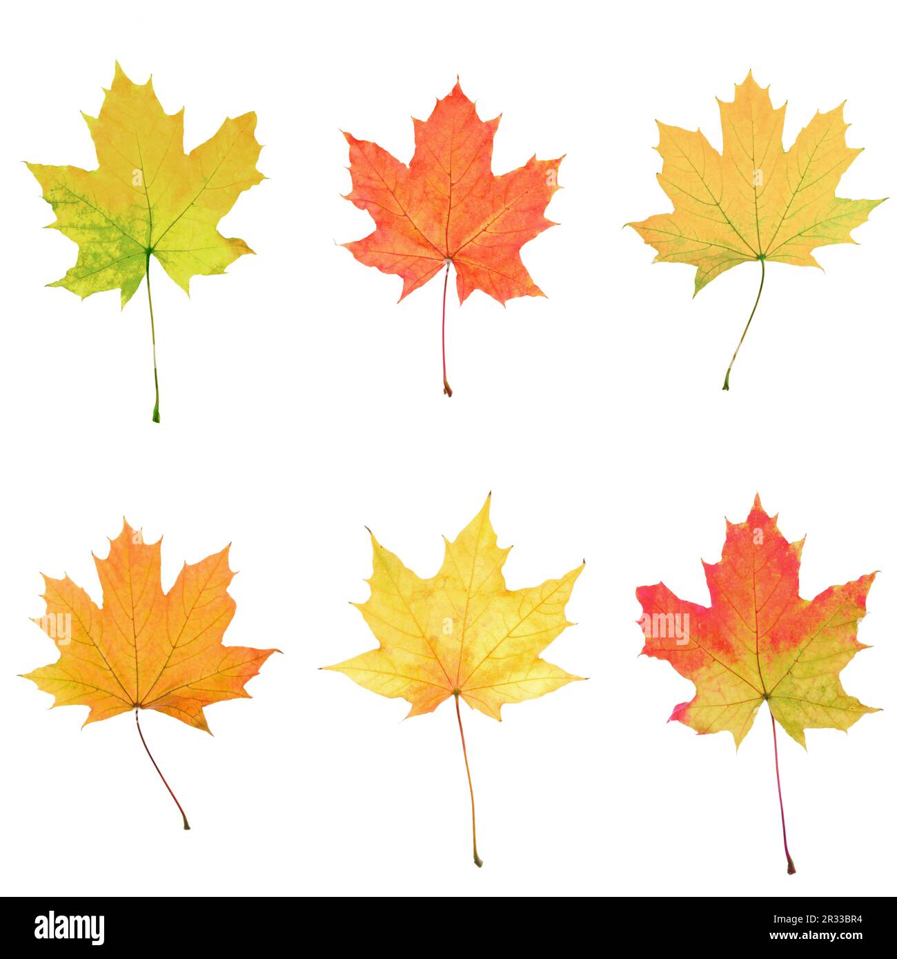 Collage leaves paper hi-res stock photography and images - Alamy