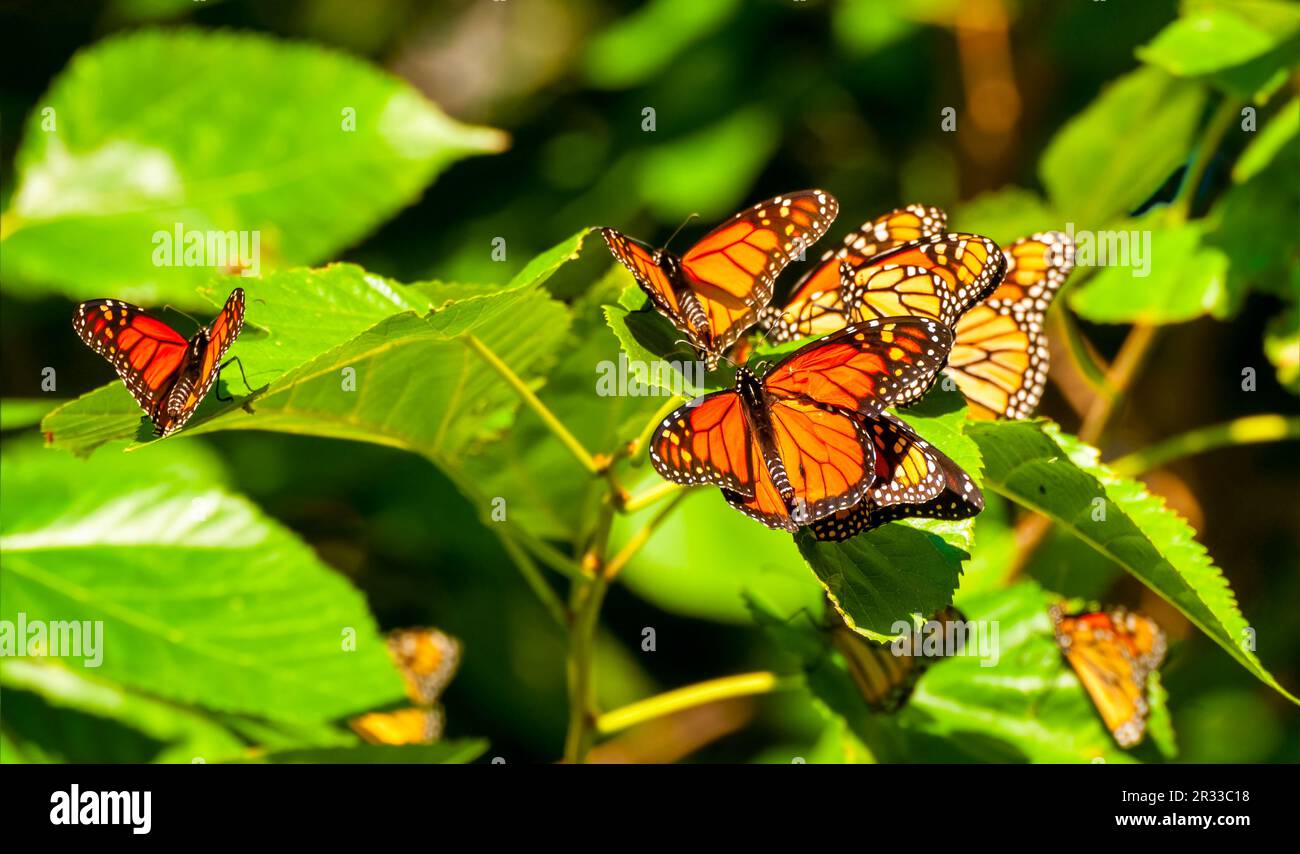 A cluster of monarch butterfles resting on a branch of a sumac tree in Ohio during their annual migration Stock Photo