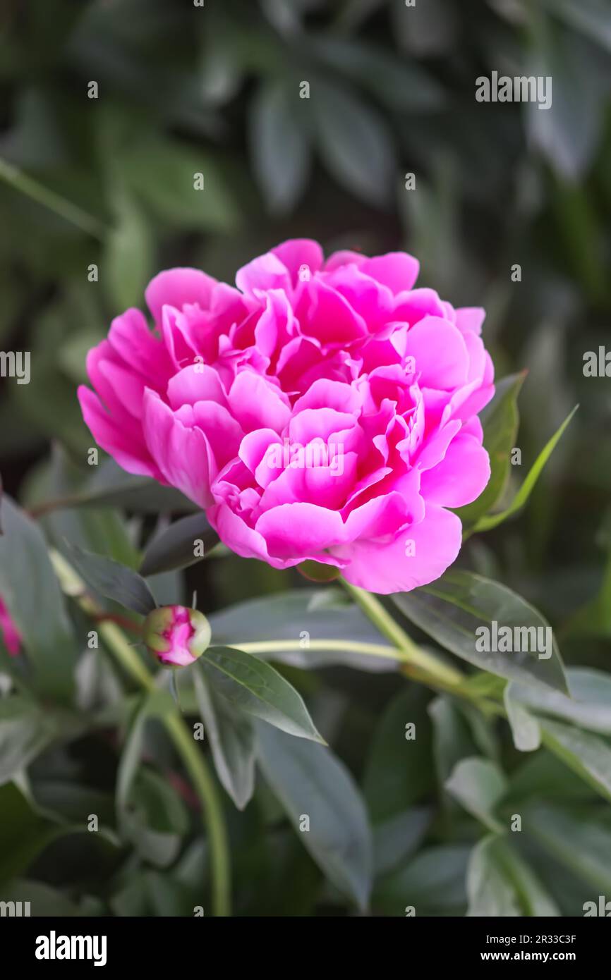 Close-up of pink peony flowers. Stock Photo