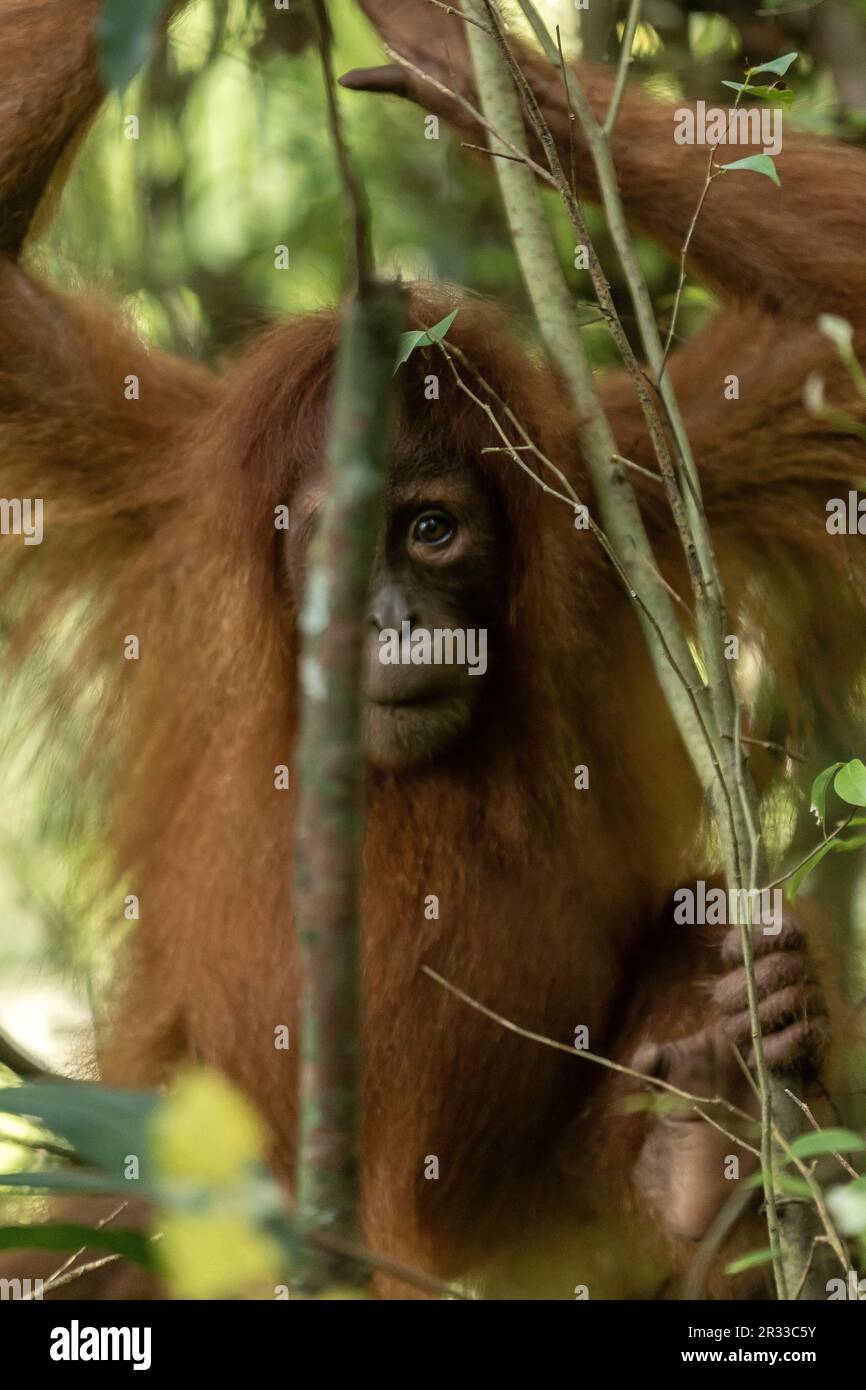 Sumatran orangutan why are they endangered hi-res stock photography and