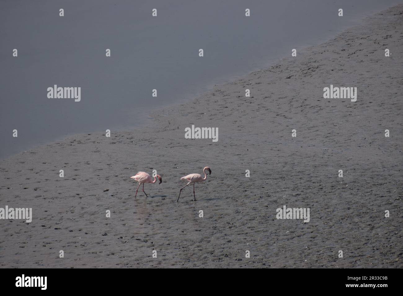 Flamingos walking on water hi-res stock photography and images - Alamy