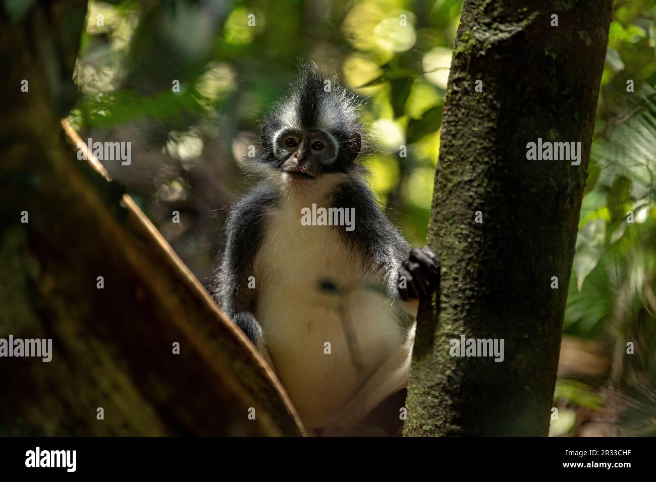 Thomas's langur (Thomas's Leaf Monkey) in Bukit Lawang, North Sumatra, Indonesia Stock Photo