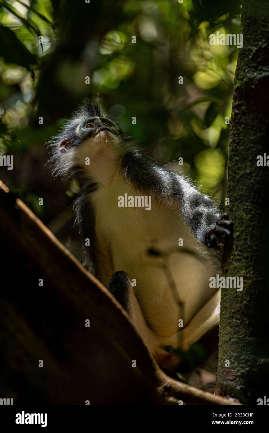 Thomas's langur (Thomas's Leaf Monkey) in Bukit Lawang, North Sumatra, Indonesia Stock Photo