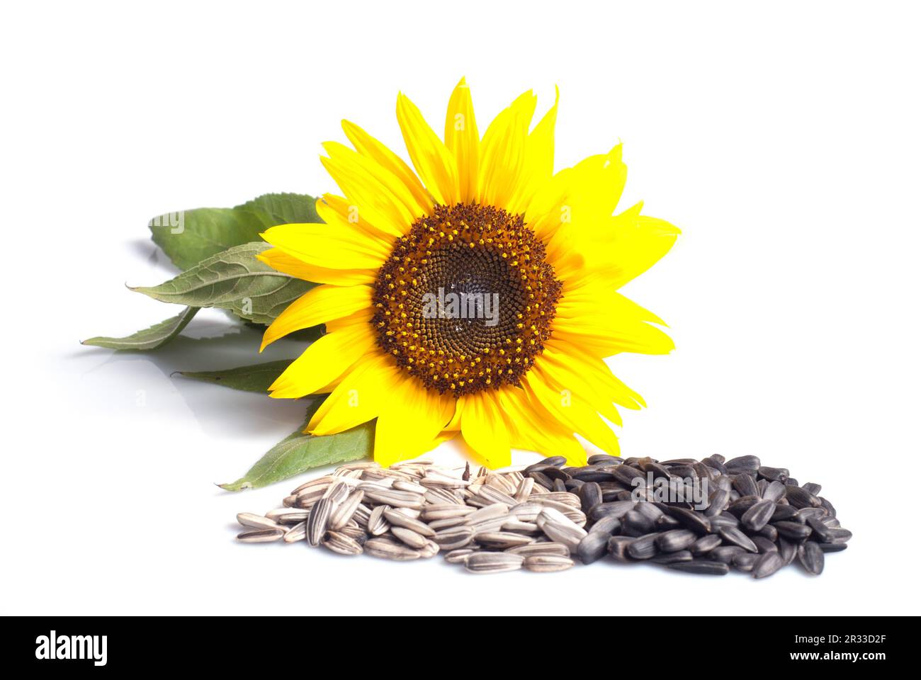 Pile black sunflower seeds hi-res stock photography and images - Alamy